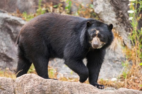 American black bear (Ursus americanus), walking on a rock, captive, Bavaria, Germany