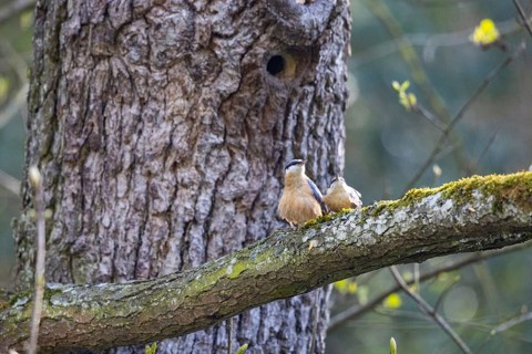 Nuthatch (Sitta europaea) mating Germany