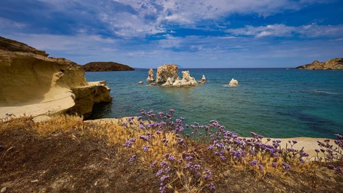 Blooming plants on the edge of a beautiful coast with rocks in the sea, Aspragremna, White Cliffs,