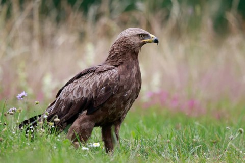 Lesser Spotted Eagle (Clanga pomarina) on grassland, Poland
