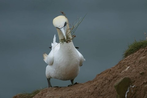 Northern gannet (Morus bassanus) adult seabird bird carrying nest material in its beak in summer,