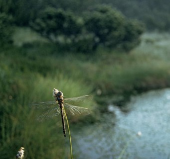 Aeshna subarctica Elisabethae, high moor mosaic maiden, subarctic darner, anisoptera, damselflies,