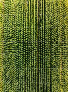 Aerial view of dense, symmetrically planted green fields of plants, hop garden, Hochdorf, Black
