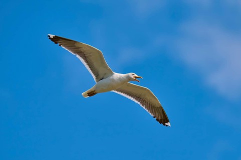 Gull flying with slightly open beak against a clear sky, Great Black-backed Gull (Larus marinus),