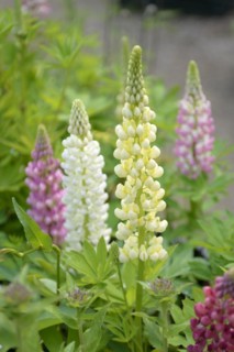 Lupine (Lupinus polyphyllus), Arboretum Baumpark Ellerhoop, Ellerhoop-Thiensen, Schleswig-Holstein,
