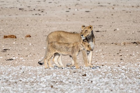 Lions (Panthera leo), mother with young, Nebrowni waterhole, Etosha National Park, Namibia