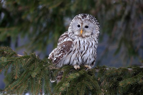Ural Owl (Strix uralensis), adult, in winter, on tree, Bohemian Forest, Czech Republic