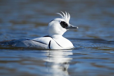 Smew (Mergellus albellus) adult male duck on a lake, England, United Kingdom