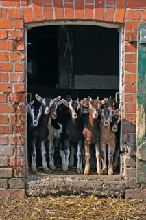 Goats (Capra aegagrus f. hircus) . Goat lambs in front of a stable door, organic farm, Othenstorf,