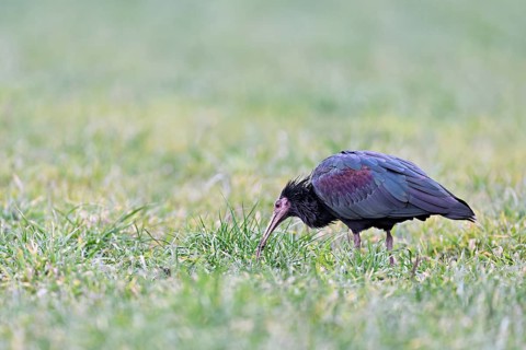 Northern bald ibis (Geronticus eremita), foraging in a meadow, Canton Zug, Switzerland