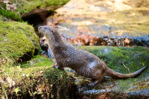 Eurasian otter (Lutra lutra) on the shore of a little lake in the bavarian forest, Bavaria, Germany