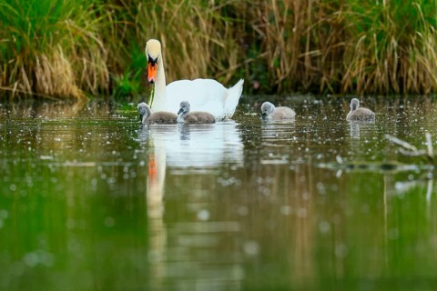 A swan with chicks with reflection in the water, surrounded by vegetation, Mute Swan, (cygnus