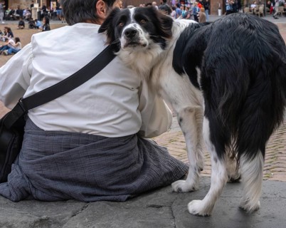 A woman's dog looks at the photographer's camera behind her back, Siena, Tuscany, Italy