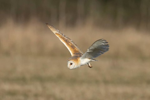 Barn owl (Tyto alba) adult bird of prey hunting in flight over grassland, England, United Kingdom