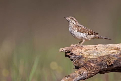 Eurasian Wryneck (Jynx torquilla), Saxony-Anhalt, Germany