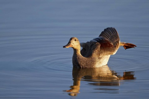 Gadwall (Mareca strepera) male, Mallorca, Spain