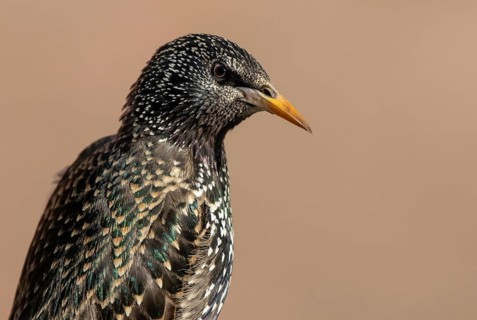 Common Starling (Sturnus vulgaris), Lower Saxony, Germany
