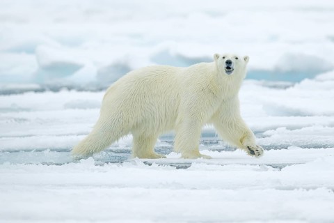 Polar bear on drift ice edge with snow and water in Russian sea. White animal in the nature