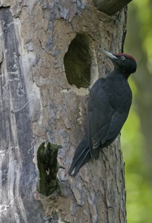 Black Woodpecker (Dryocopus martius) male, Saxony, Germany