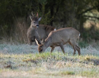Roe deer (Capreolus capreolus), doe in winter coat, winter cover, behind a roe buck, a horned rod