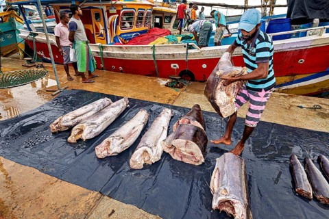 Man works large tuna fish next to colorful boats at the harbor, the fishermen in the fishing port