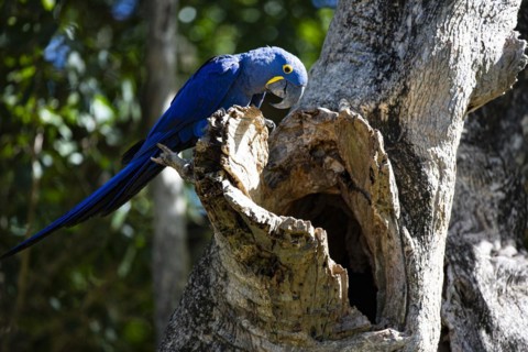 Hyacinth Macaw (Anodorhynchus hyacinthinus) Pantanal Brazil