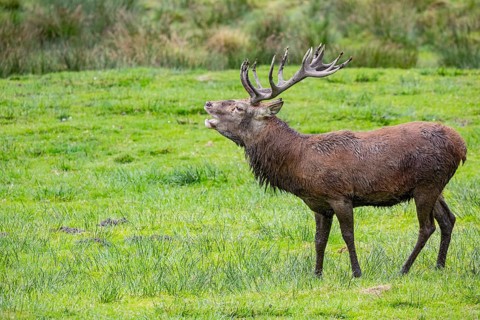 Red deer (Cervus elaphus) Rutting behaviour captive Germany