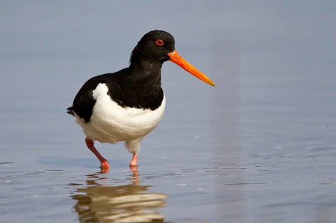 Eurasian Oystercatcher (Haematopus ostralegus) foraging, Mecklenburg-Western Pomerania, Germany