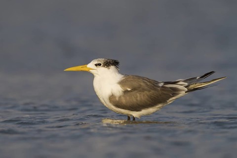 Greater Crested Tern (Thalasseus bergii), Oman