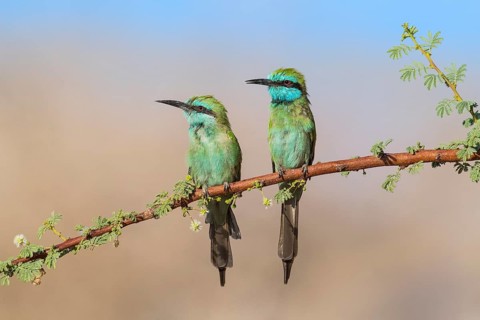 Green Bee-eater (Merops orientalis) pair, Eilat, Israel