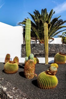 Cacti, Lanzarote, Canary Islands, Spain