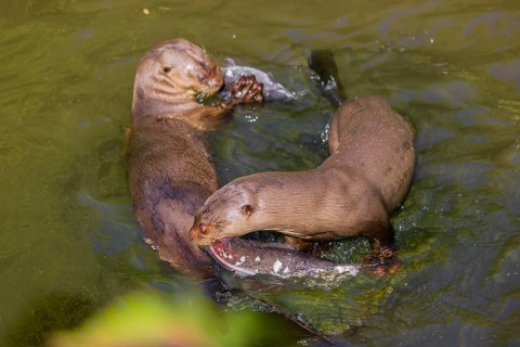 Two giant otter or giant river otter (Pteronura brasiliensis) swim in the water of a small river