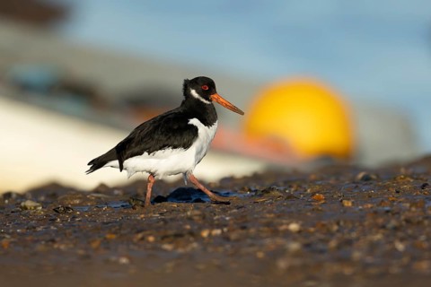 Eurasian oystercatcher (Haematopus ostralegus) adult bird walking on a coastline, England, United