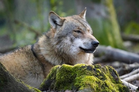 A wolf looks around in its forest enclosure in an animal park. Wolves are spreading increasingly in