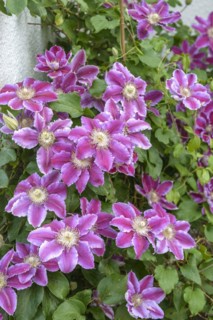 Clematis 'Tudor', Lymington, England, Great Britain