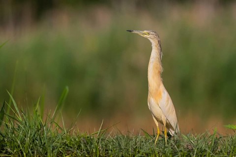 Squacco Heron (Ardeola ralloides), Pusztaszer, Hungary