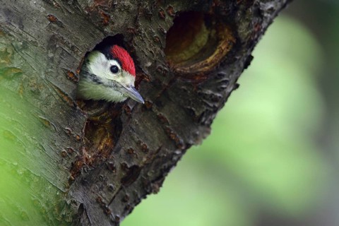Great Spotted Woodpecker (Dendrocopos major) chick peering out from nest hole, North