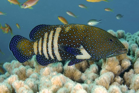 Peacock grouper (Cephalopholis argus)