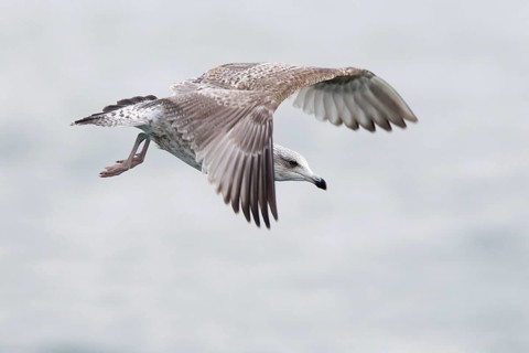 European Herring Gull (Larus argentatus) flying, North Sea, Germany