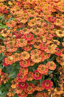 Sunflower (Helenium 'Salsa'), RHS Garden Bridgewater, Great Britain