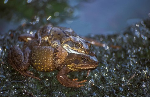 Common frog, common frog, rana temporaria, amphibians, amphibians, ice, frog, frogs, ice,