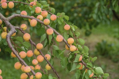 Apricot (Prunus armeniaca 'Ungarische Beste'), Ranstedter fruit farm, Ort im Innkreis, Upper