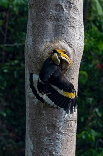 Great Hornbill (Buceros bicornis) male feeding at breeding cavity, Yunnan, China