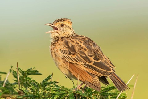 Rufous-naped Lark (Mirafra africana) singing, Queen Elizabeth National Park, Uganda