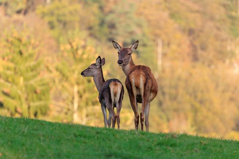 An adult red deer hind (Cervus elaphus) and a calf are standing in a meadow in the beautiful