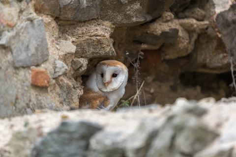 One barn owl (Tyto alba) sitting in a hole in a wall of a ruin of a monastery
