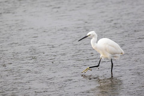 Little Egret (Egretta garzetta) stalking through mudflats, Faro, Algarve, Portugal