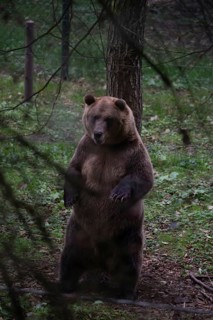 Brown bear, Müritz Bear Park, protection centre for brown bears from zoos, circuses and private
