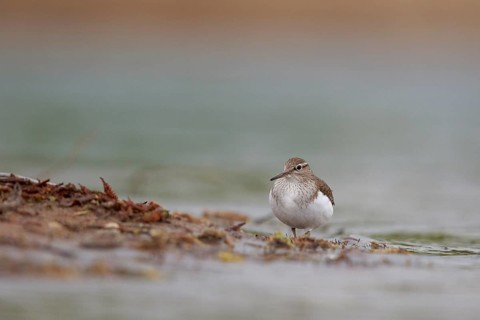 Common Sandpiper (Actitis hypoleucos) foraging, North Rhine-Westphalia, Germany