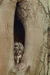Tawny Owl (Strix aluco) juvenile peering out from hole in tree, North Rhine-Westphalia, Germany